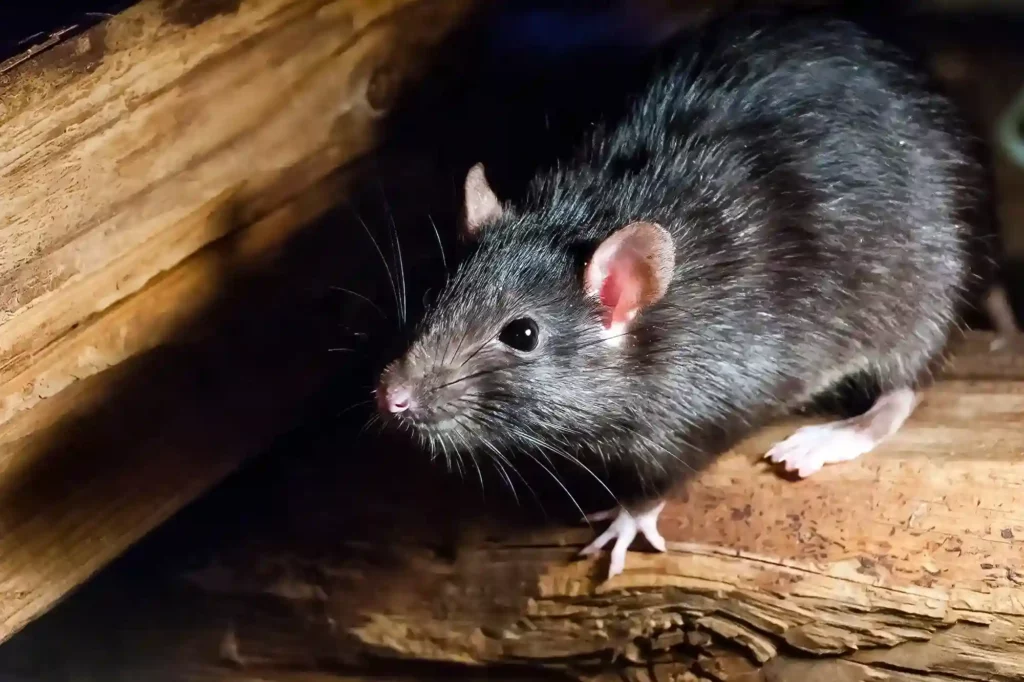 Mäusebefall auf Dachboden und im Keller professionell entfernen lassen – Mäusebekämpfung Siegen