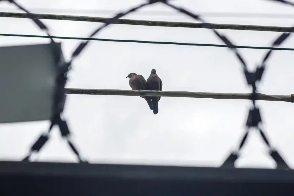 Stacheldraht gegen Tauben anbringen lassen – Effektive Schutzmaßnahme in Siegen