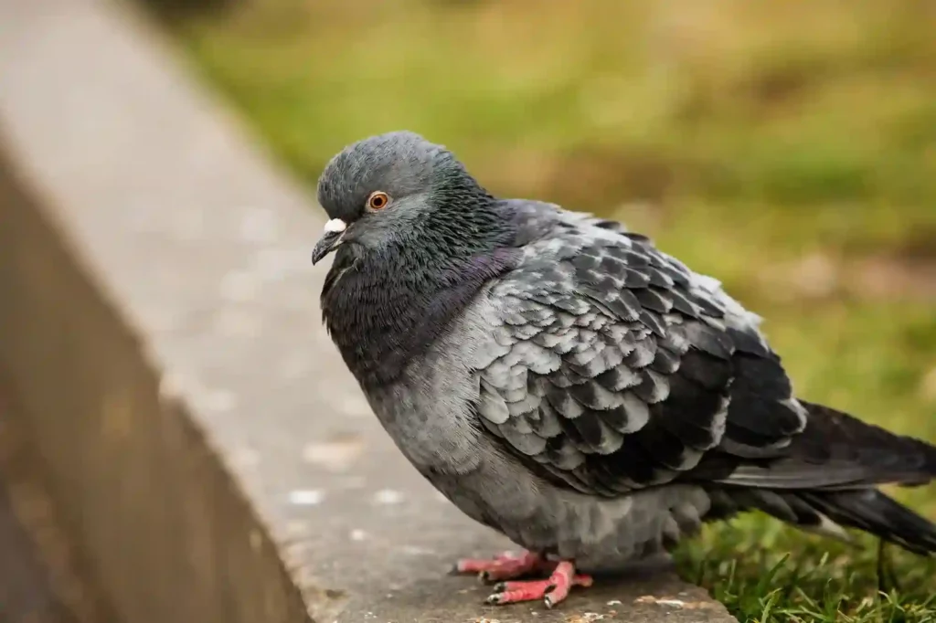 Taubenabwehr durch Experten in Siegen überprüfen und optimieren lassen